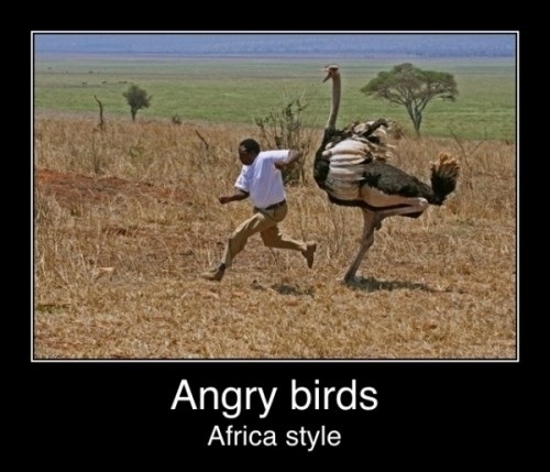 Angry Birds African Style